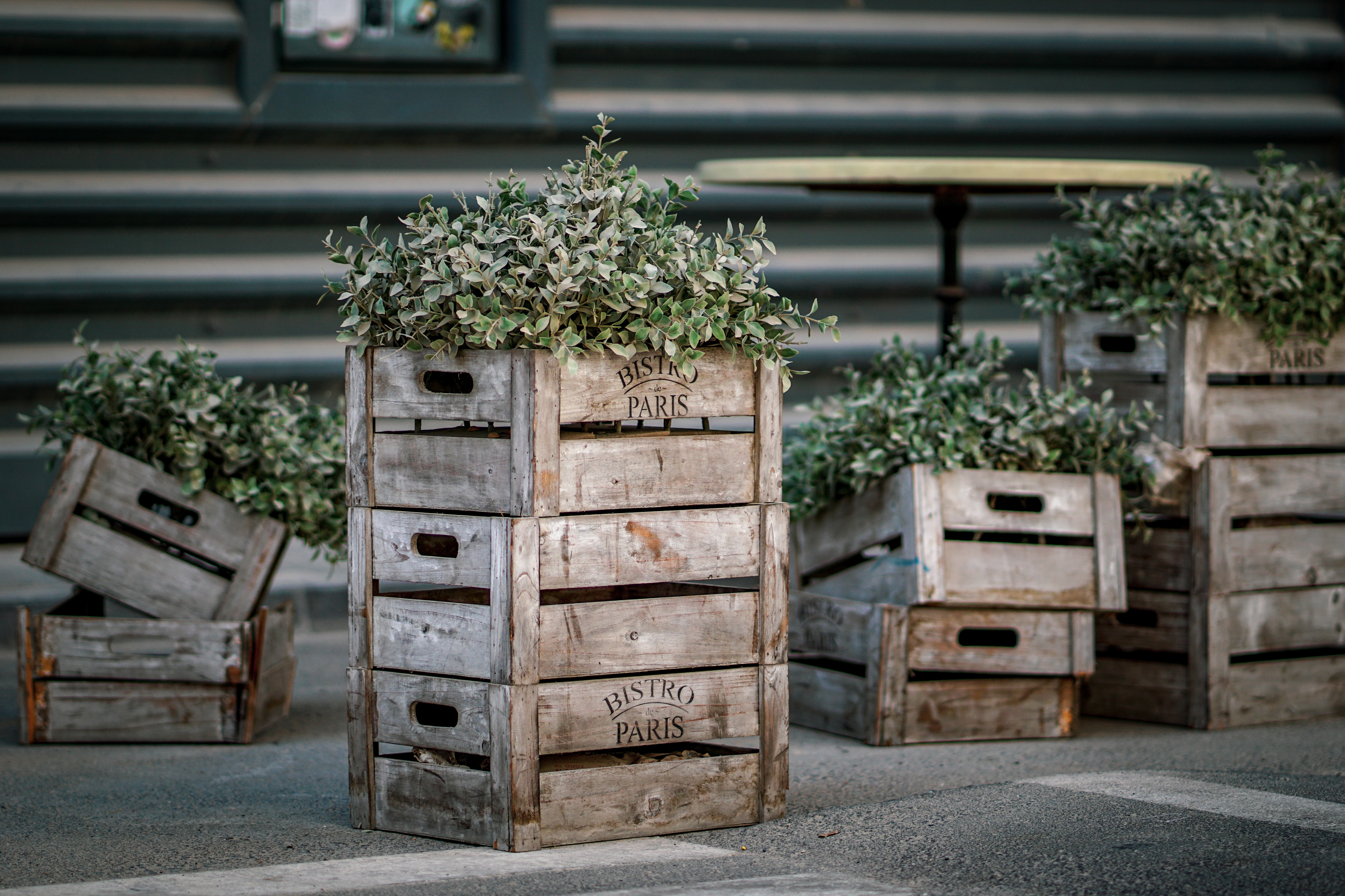 boxeswithplants